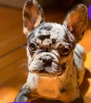 Comprar Bulldog Francés