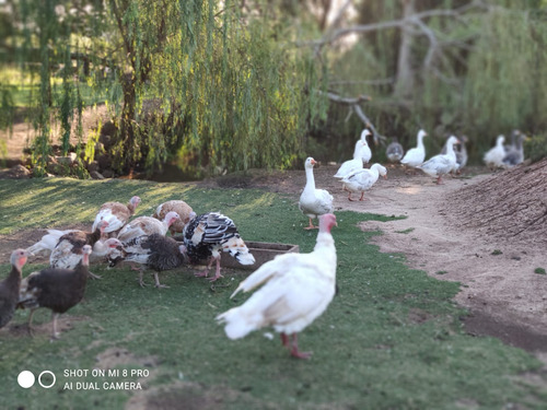 Pavos Criollos 