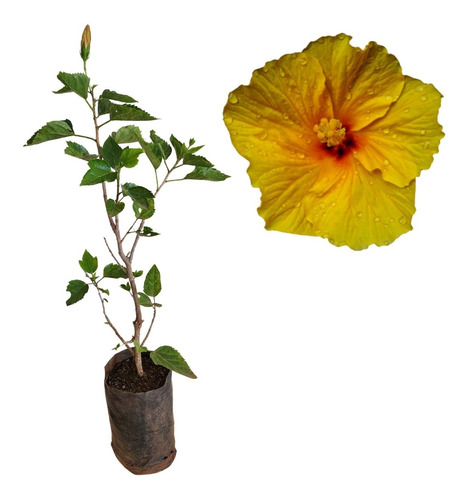 Muda De Hibisco Amarelo