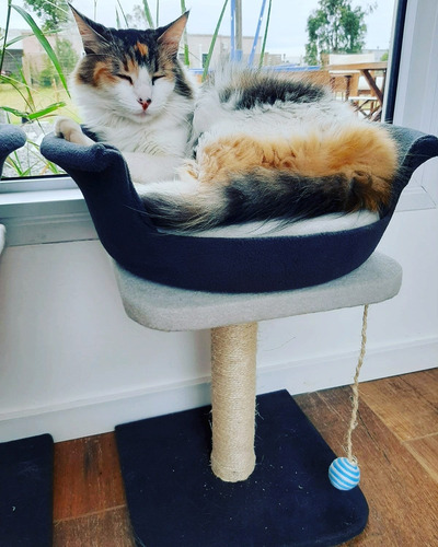Imagen 3 de 9 de Rascador Para Gatos Com Cama Y Juguete.