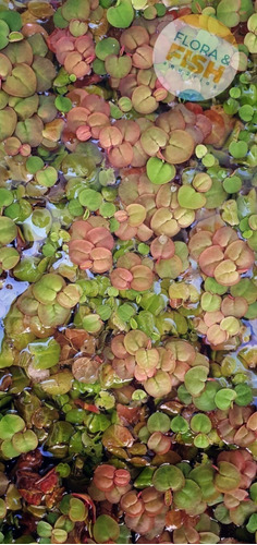 Phyllanthus Fluitans - Planta Flutuante Vermelha - Porção