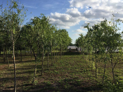 Lote En Isla Parana De Las Palmas Y Vinculación Tigre Delta