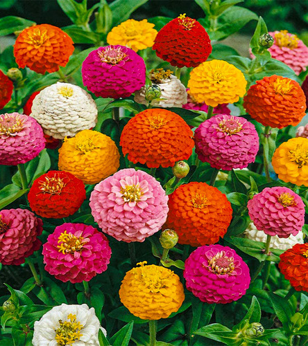 Semillas De Zinnia Gigante Colores Variados