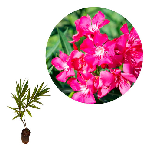 Muda De Espirradeira Rosa Lindo Arbusto P/ Casas E Calçada