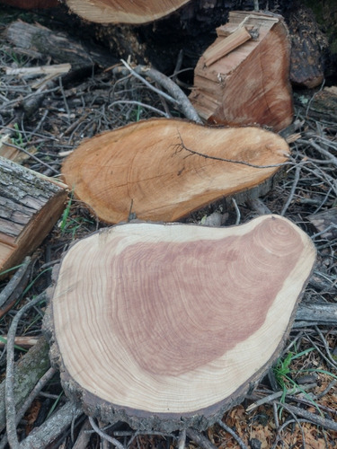 Tablas De Ciprés Rodelas 