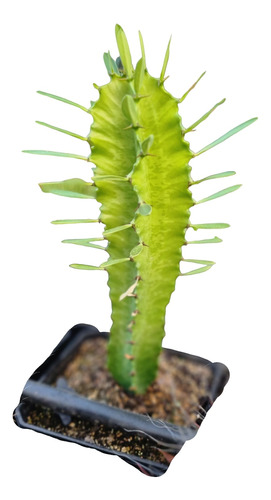 Cactus Euphorbia. Euphorbia Candelabrum 15 Cm Enraizada.