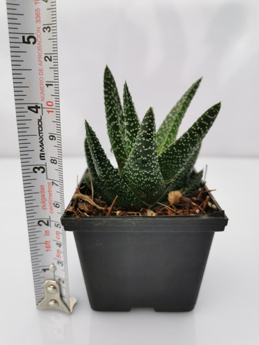 Imagen 4 de 10 de Suculentas Haworthia 32 Pzas 4 Variedades Envio Dhl
