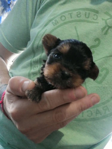 Yorkshire Terrier