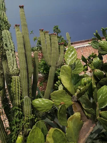 Cactus Decoración Jardín Desértico Agaves Órganos 4 De 60 Cm