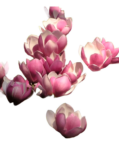 Magnolia Soulangeana Alba Excelentes Variedad De Tamaños