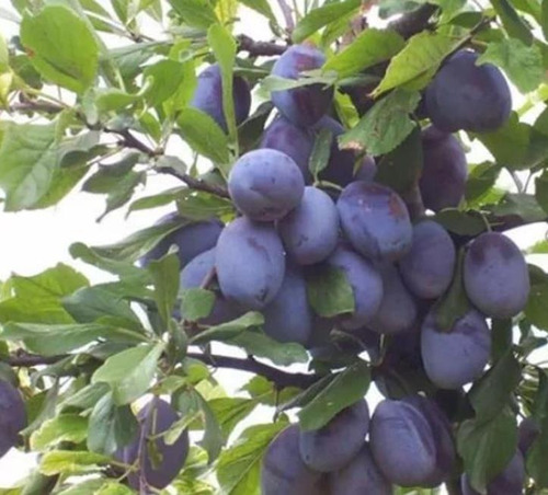 Sementes Ameixa Noz Moscada Frutas Doces E Deliciosas P/muda