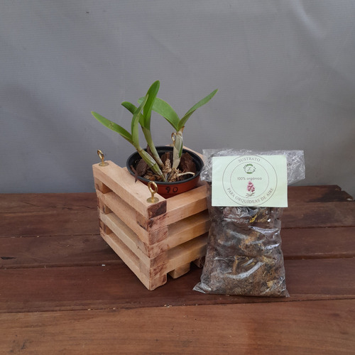 Planta, Combo Orquídea + Cajoncito De Madera + Sustrato.