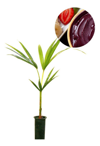 Muda De Açai Grande (1 M)