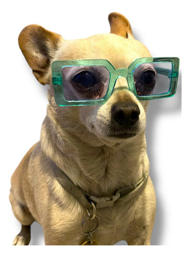 1 Lentes De Sol P Mascota Ch Perro Gato Cuyo Conejo Verano Verde Verde