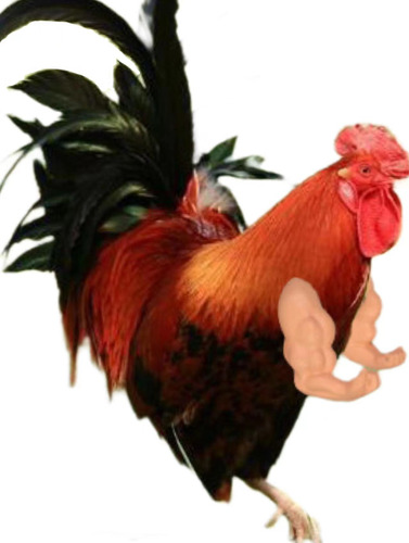 El Gallo Muestra Brazos Musculosos, El Gallo Arrastrado