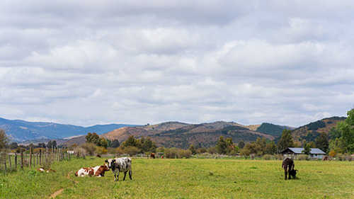 Imagen 4 de 15 de Hacienda Los Coipos