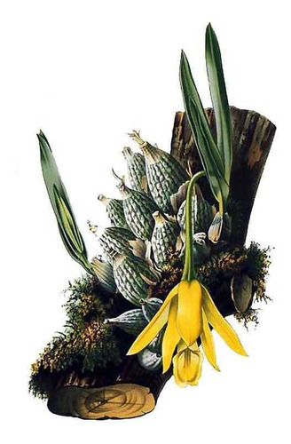 Orquídea Prostechea Citrina