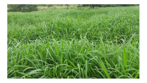 Capim Brachiaria Ruziziensis Sementes Incrustada 200gr