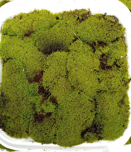 Musgo Verde Común Briófita Tapiz Bonsái Terrario Deco 250 Gr