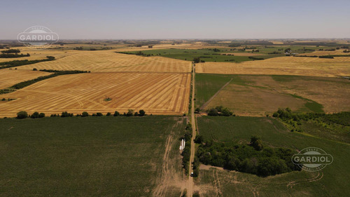 Campo En Carmelo, Colonia