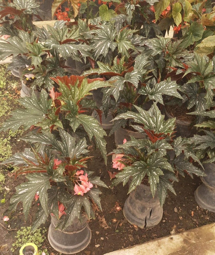 2 Begonia Colorina