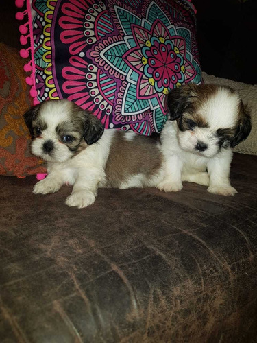 Cachorros Shih Tzu