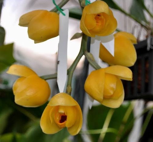 Orquidea Acineta 