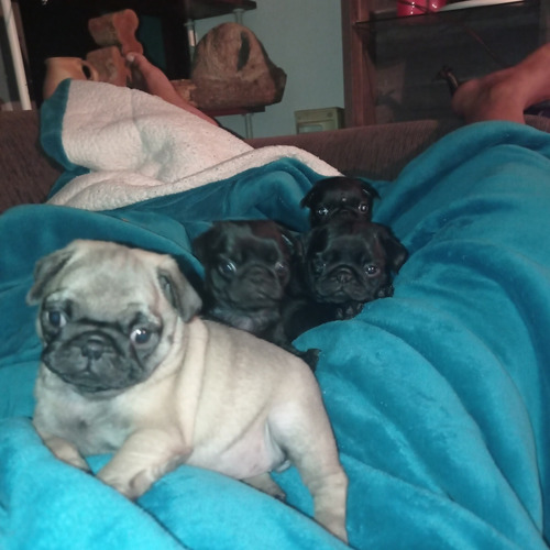 Imagem 3 de 5 de Lindos Filhotes Disponíveis