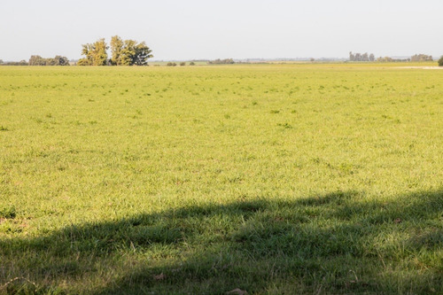 Campos Venta Agrícola Premium 46 Has Ombúes De Lavalle