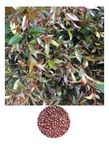 Comprar Kit 200 Semillas De Eugenias Para Cerca Viva Macetas Jardín