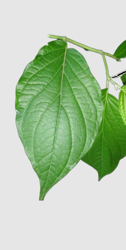 Matico 70 Semillas Fácil Germinación