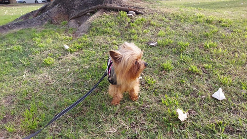 Imagen 8 de 9 de Yorkshire Hembra 2 Meses De Edad