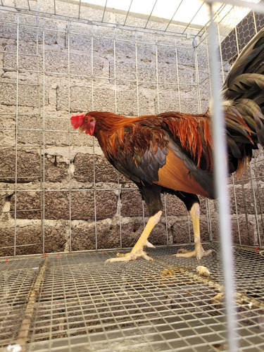Gallos De Pelea (Usado)