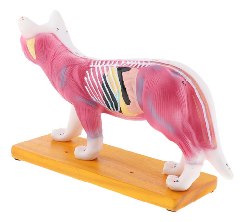 Imagem 6 de 10 de Modelo Anatômico De Acupuntura Para Gatos 1:1 Com