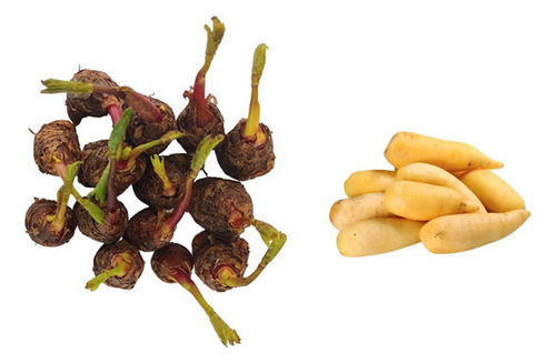 60 Rizomas De Mandioquinha - Batata Baroa - Batata Salsa