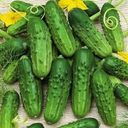 Pepino Hibrido Pioneiro P/ Conserva - 1,90gr De Semente