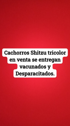 Cahcachorros Shitzu Tricolor 
