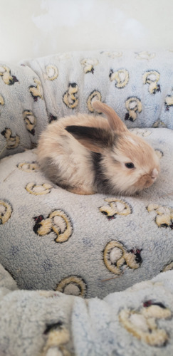 Mini Coelho Raça Mini Lop