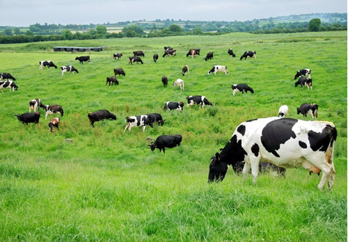 Venta Campo A Tranquera Cerrada  3800ha - 1000 Vacas