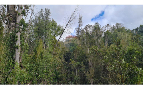 Parcela Con Bosque Nativo En Puerto Varas