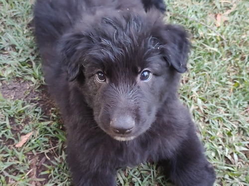 Imagen 4 de 5 de Cachorros Ovejero Belga