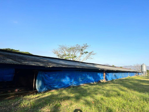 Imagen 4 de 15 de Rp Vende Finca Granja Avícola, Miranda, Estado Carabobo Rp 185.862