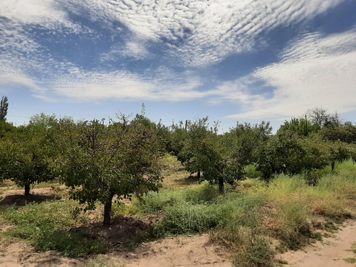 Finca De 11 Ha En General Alvear Mendoza