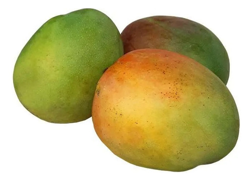 Planta De Mango Criollo Injertado - Frutal Grande Adulto!!!