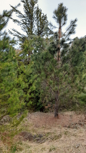 Venta Terreno / Lote Lácar