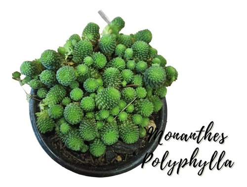 Monanthes Polyphylla Suculenta Exotica + Semillas Mix
