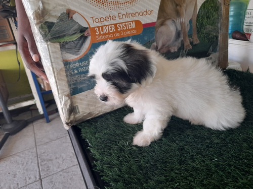 Imagen 3 de 4 de Precios Cachorros Shih Poo
