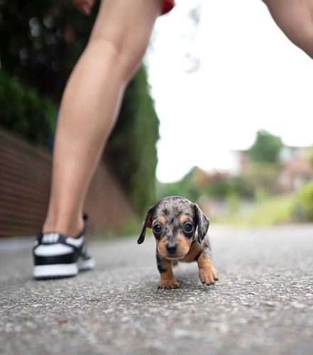 Mini Teckel Arlequin,exótico Macho, 60 Días, Perro Salchicha