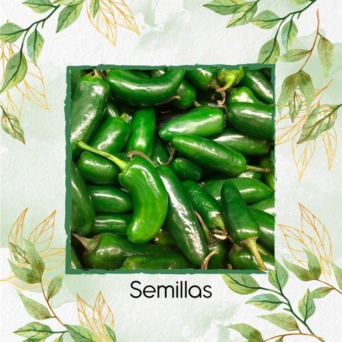 50 Semillas Ají Jalapeño Orgánico En Maceta O Huerta 