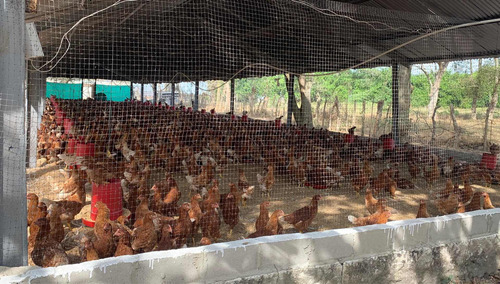 Galpones Para Pollos En Campeche, Atlántico